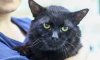 Mos.ru: В Москве появились кошки Полночь, Носок и Мякоть
