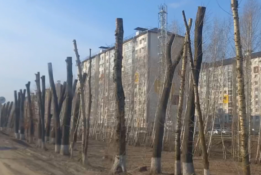 Пугающую обрезку деревьев под Воронежем сняли на видео