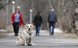 Андрюхина: За выгул собак без поводка на природных территориях грозит штраф