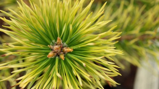 Чем обработать хвойные весной от ржавчины и других болезней – рассказал эксперт