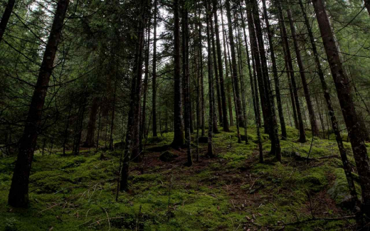 В двух воронежских угодьях запретят охоту до мая 2028 года