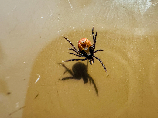 Клеща в Москве можно встретить в Битцевском лесу или Лосином острове