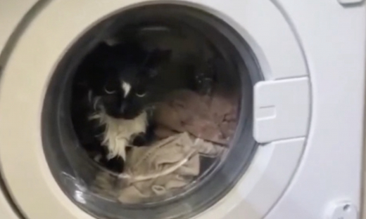 Москвичка постирала кота в стиральной машинке, но выжил