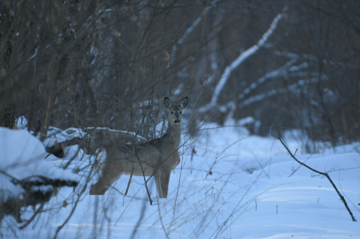 Многоснежная зима стала испытанием для диких животных Воронежского заповедника