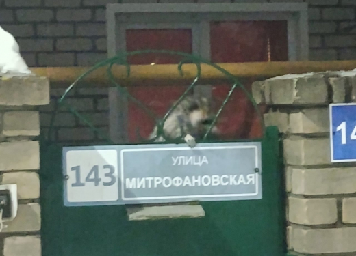 Напуганного маленького енота заметили на улицах Воронежа