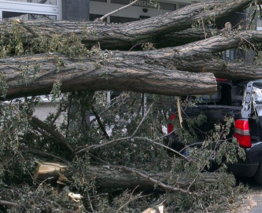 Число упавших деревьев в Воронеже выросло до 27