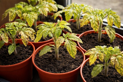 Почему желтеет рассада перца, томатов: главные причины и что делать