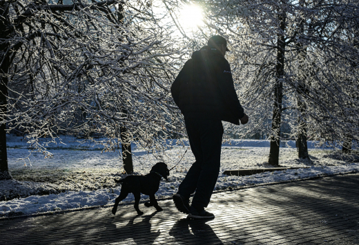 Догхантеры активизировались в Москве, произошла массовая гибель собак