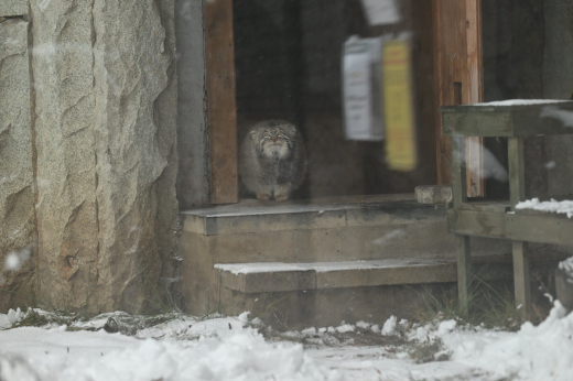 Манул Тимофей из Московского зоопарка начал разжировку
