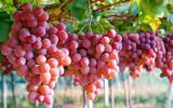 Воронежский «Рассвет» планирует создать первую в регионе винодельню промышленного масштаба