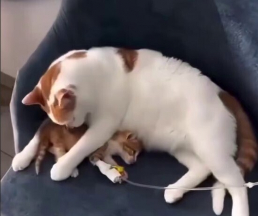 В московской ветклинике кот Барсик заботится о болеющих котятах