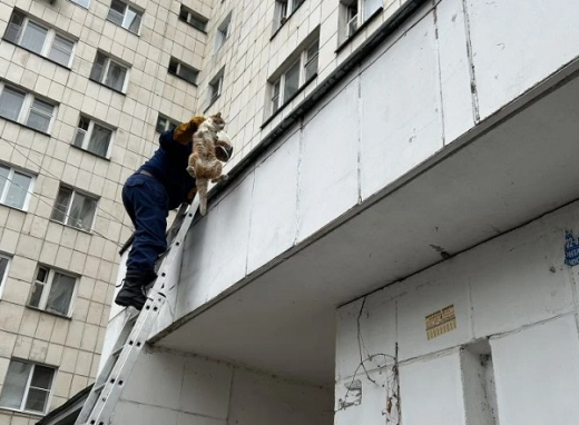 Спасатели сняли напуганного кота с козырька воронежской многоэтажки
