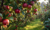 Воронежская область опередила всю страну и Европу по концентрации яблоневых садов