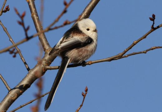 Какие птицы остались зимовать в Воронежском заповеднике, выяснили орнитологи