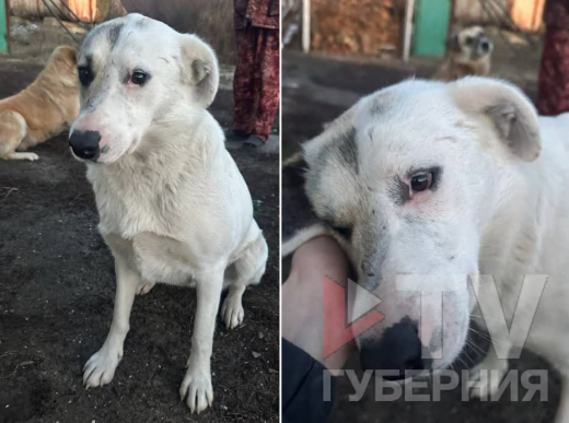 В Воронеже вылечили собаку, ставшую жертвой охотника-живодёра