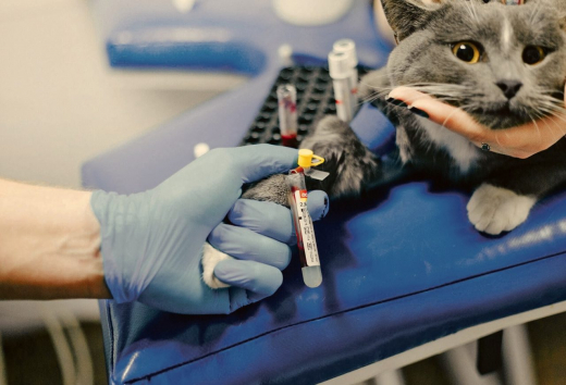 Какие животные могут стать донорами и сколько на этом зарабатывают их хозяева