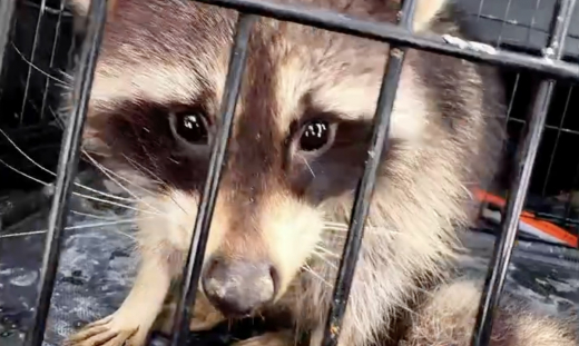 Выброшенного на улицу енота нашли в Подмосковье