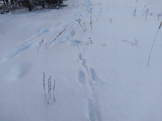 В Хопёрском заповеднике пересчитали животных по следам