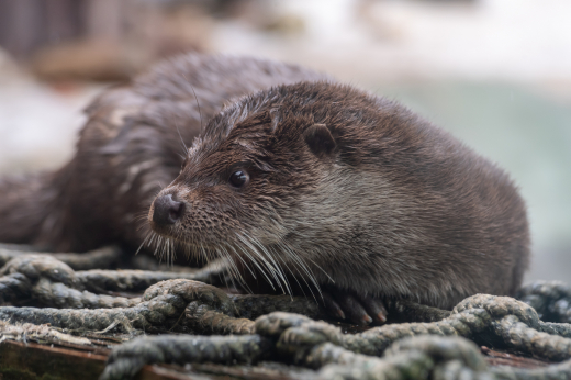 В Подмосковье осиротевшую выдру приняли на содержание в парк львов