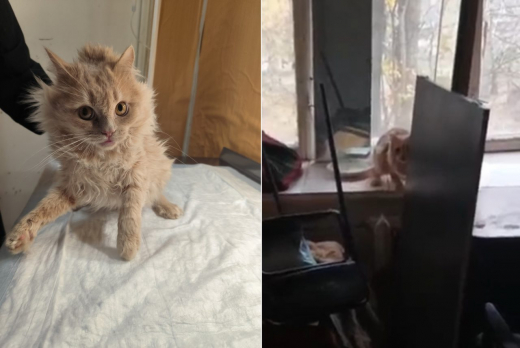 В Воронеже запертым котам пришлось есть друг друга, чтобы выжить