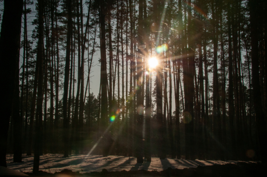 Биолог объяснил природу необычного гриба-яйца, найденного в Подмосковье