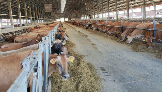 Сотни джерсейских коров отправили на 24 грузовиках из Воронежской области в Казахстан