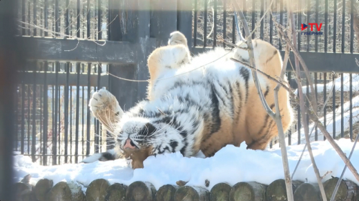 Будущее потомство воронежской тигрицы могут подарить Ленинградскому зоопарку