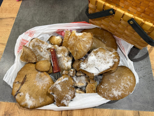 Воронежцы вышли на тихую охоту за прошлогодними грибами