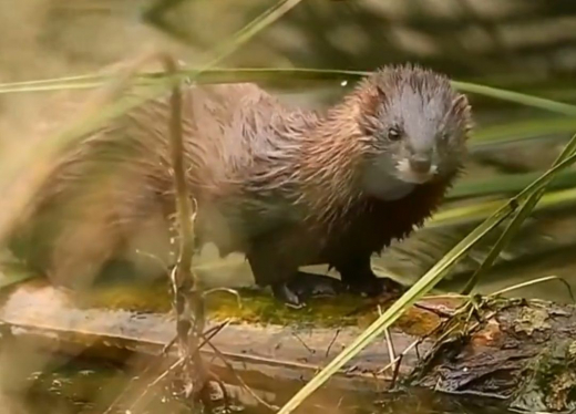 Карантин объявили в селе под Воронежем из-за мёртвой норки