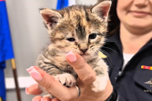 На северо-западе Москвы полицейские спасли застрявшего между стенами котенка