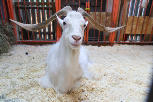 Москвичам по имени Иван разрешат бесплатно посмотреть на козла-именинника