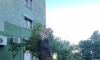 В Воронеже возбуждено уголовное дело по факту получения смертельной травмы местной жительницей в результате падения дерева