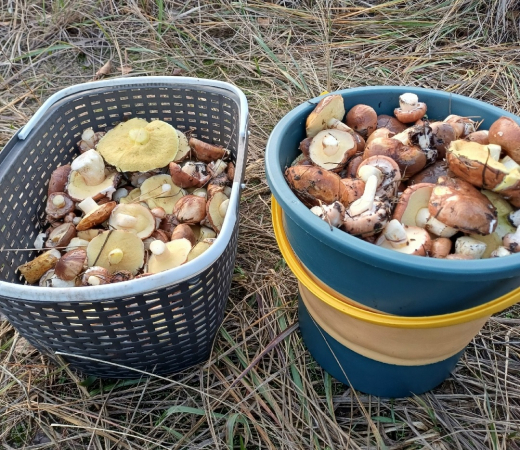 Какие грибы в октябре собирают воронежцы, и где они их находят