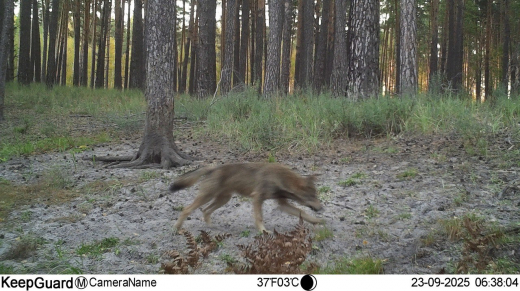 Охоту стаи волков впервые сняли на видео в Воронежском заповеднике