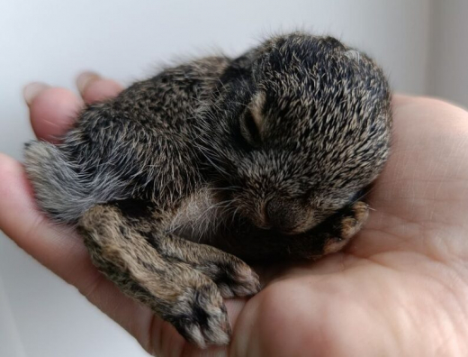 Сорока пробила голову новорождённому зайчонку в Воронеже