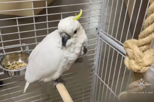 Подозреваемого в похищении дорогого попугая мошенника задержали в Москве
