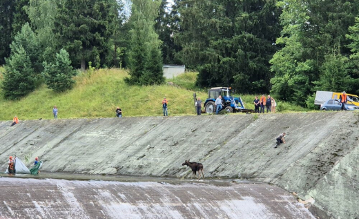 В подмосковной Истре два лося попали в ловушку на водохранилище