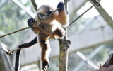 В зоопарк Москвы привезут редких золотых обезьян из Китая