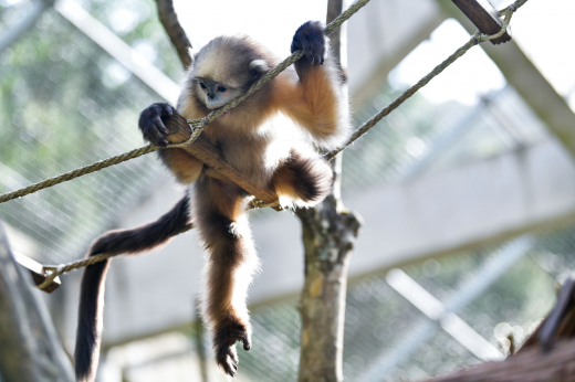 В зоопарк Москвы привезут редких золотых обезьян из Китая