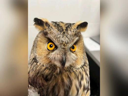 Серьёзно травмированную ушастую сову нашли в Воронеже