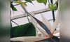 В воронежском Ботаническом саду впервые зацвело трёхметровое растение из Южной Африки