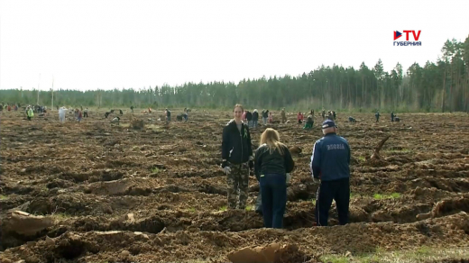 17 тысяч сеянцев сосны высадили на Кожевенном кордоне Воронежа