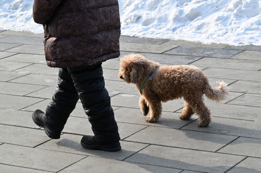 Москвичам грозит штраф за нарушение правил выгула собак