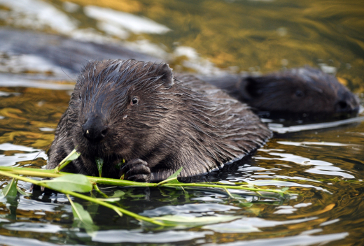 В Москве больше всего бобров живет в Строгино и Хорошево-Мневниках