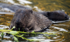 В Москве больше всего бобров живет в Строгино и Хорошево-Мневниках