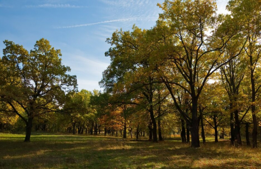 Более 30 вековых дубов уничтожили на особо охраняемой территории в Воронежской области