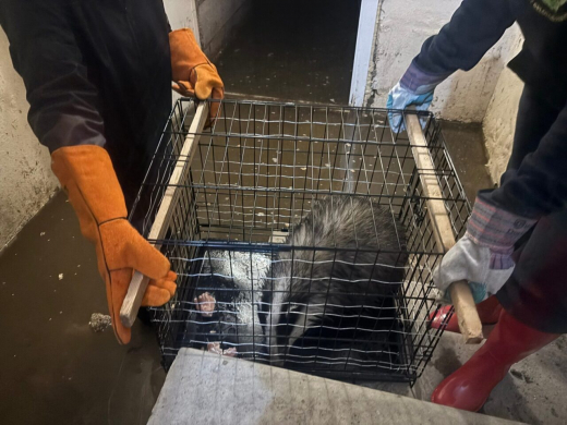 Дикого барсука спасли из затопленного подвала в центе Воронежа