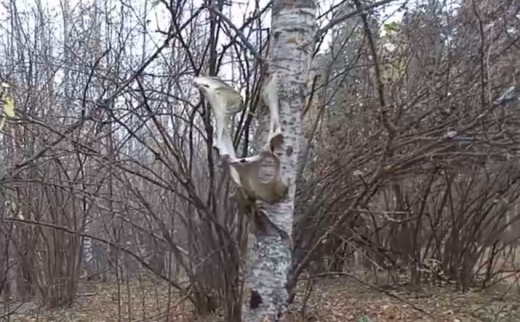 Жуткую инсталляцию из костей обнаружили в Воронеже