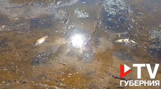 Массовый мор рыбы произошёл в озере воронежского заповедника
