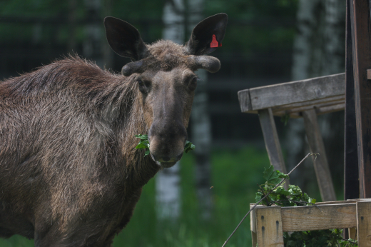 В Подмосковье заметили лося, переходящего дорогу по правилам